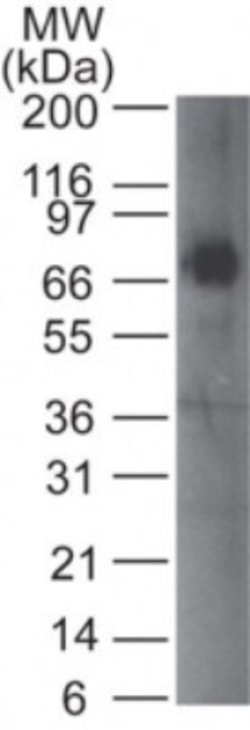 IGSF4A/SynCAM1/CADM1 Antibody (41N3D3) - Azide and BSA Free, Novus Biologicals:Antibodies:Primary